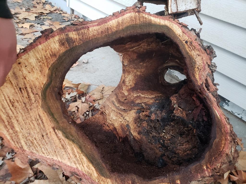 Hollow Tree Trunk Caused by Topping
