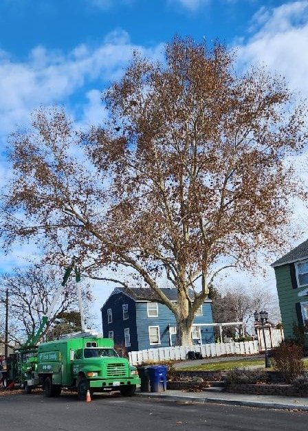 Large Sycamore tree with Artistic Treeworks truck parked next to it in preparation for pruning.