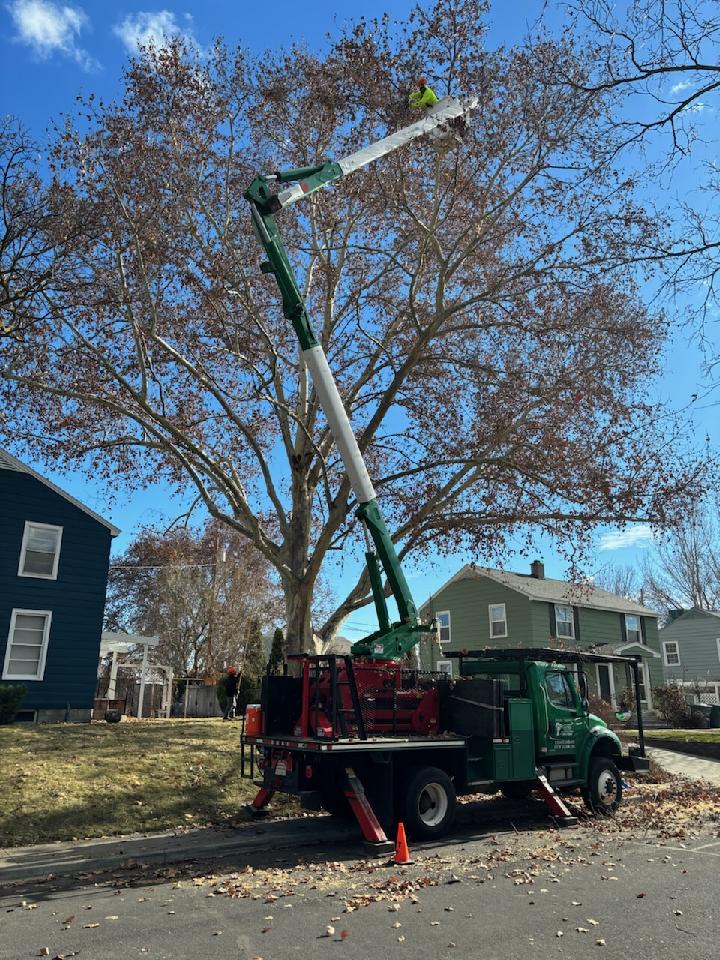 Large Sycamore tree with Artistic Treeworks truck in front of it and bucket lifting tree trimmer to crown of tree.