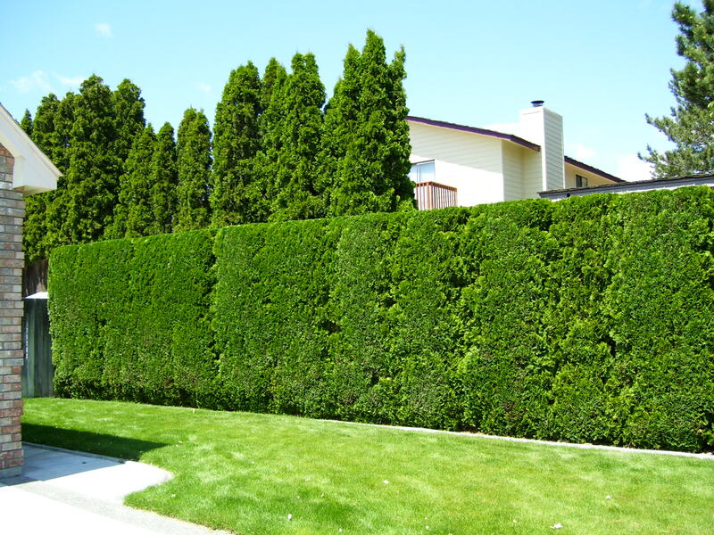 Crown Reduction and Hedge Pruning
