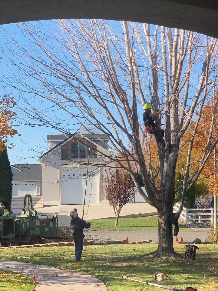 One man climbing in a tree to prune branches while another man waits below.