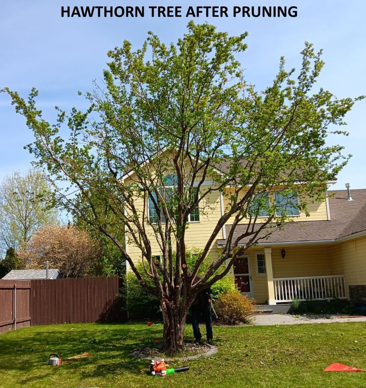 Beautiful Hawthorn tree after pruning.
