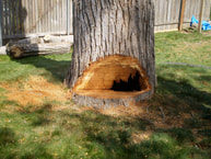 Tree that is hollow being shown with a cutout at the base of the tree