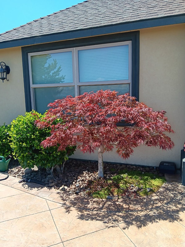 small red tree in front of home