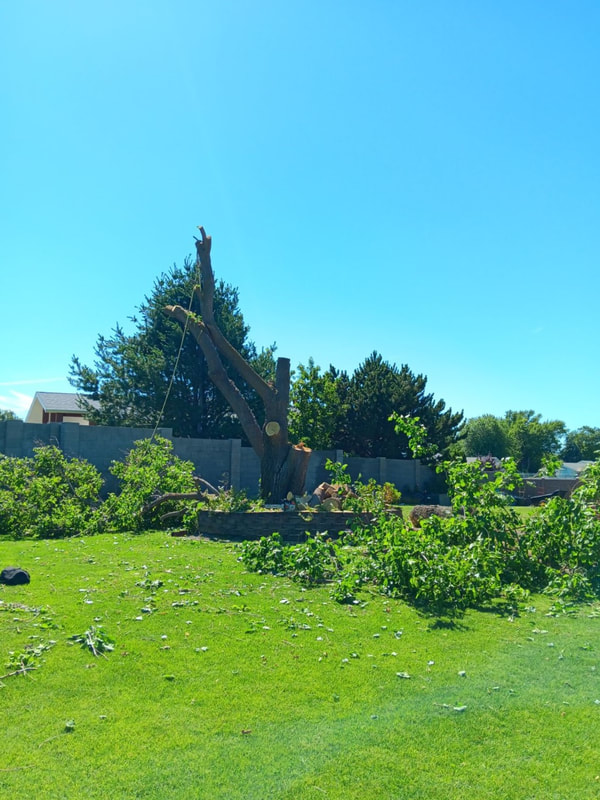 Mulberry tree trunk with branches all over the ground