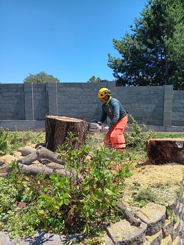 1 man using chainsaw to cut Mulberry trunk