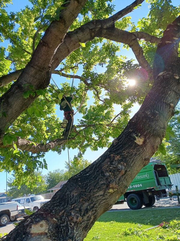 1 man walking on tree limb to prune branches