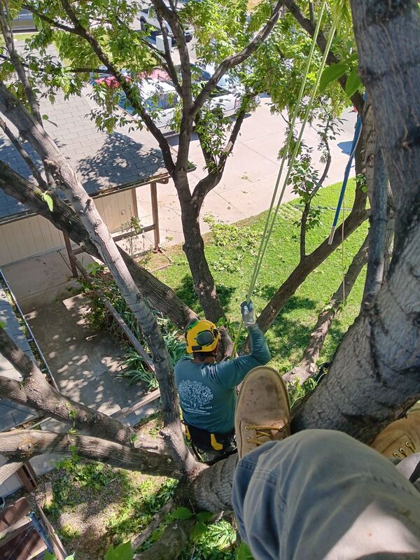 1 man walking on tree limb to prune branches