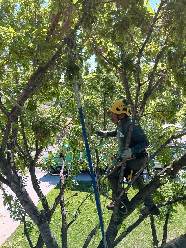 1 man walking on tree limb to prune branches