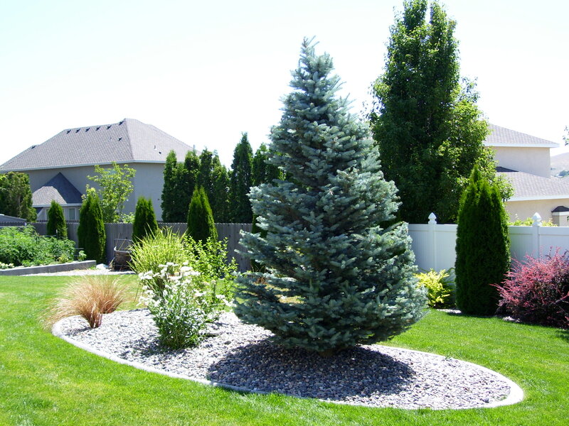 Healthy Colorado Blue Spruce growing in a professionally landscaped residential yard in Richland, Washington.