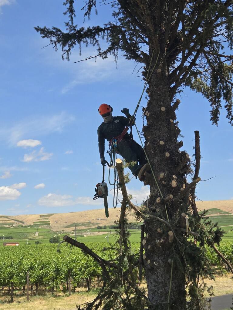 1 man hanging high up in Spruce tree with chainsaw