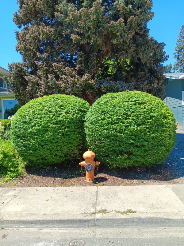 2 Burning Bushes after pruning