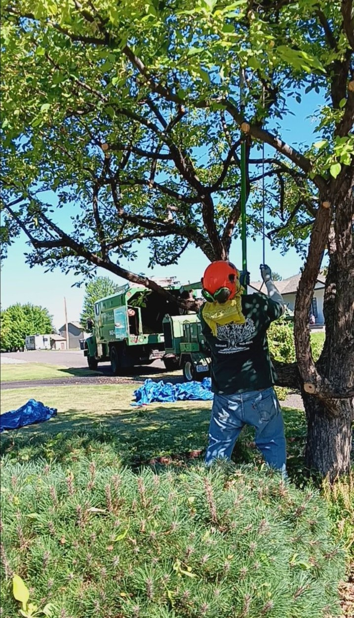 1 man pruning a tree using a pole pruner