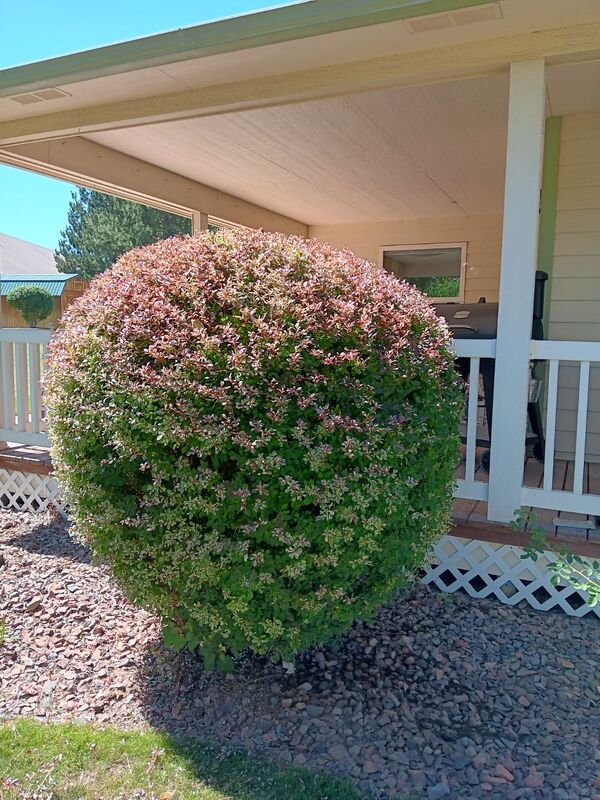 Round-shaped Quince bush 