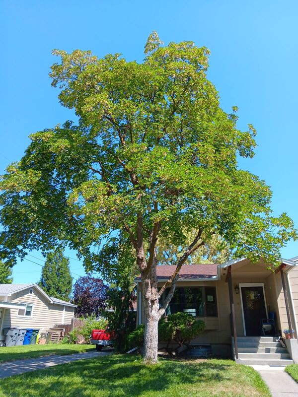 Maple tree in front of home