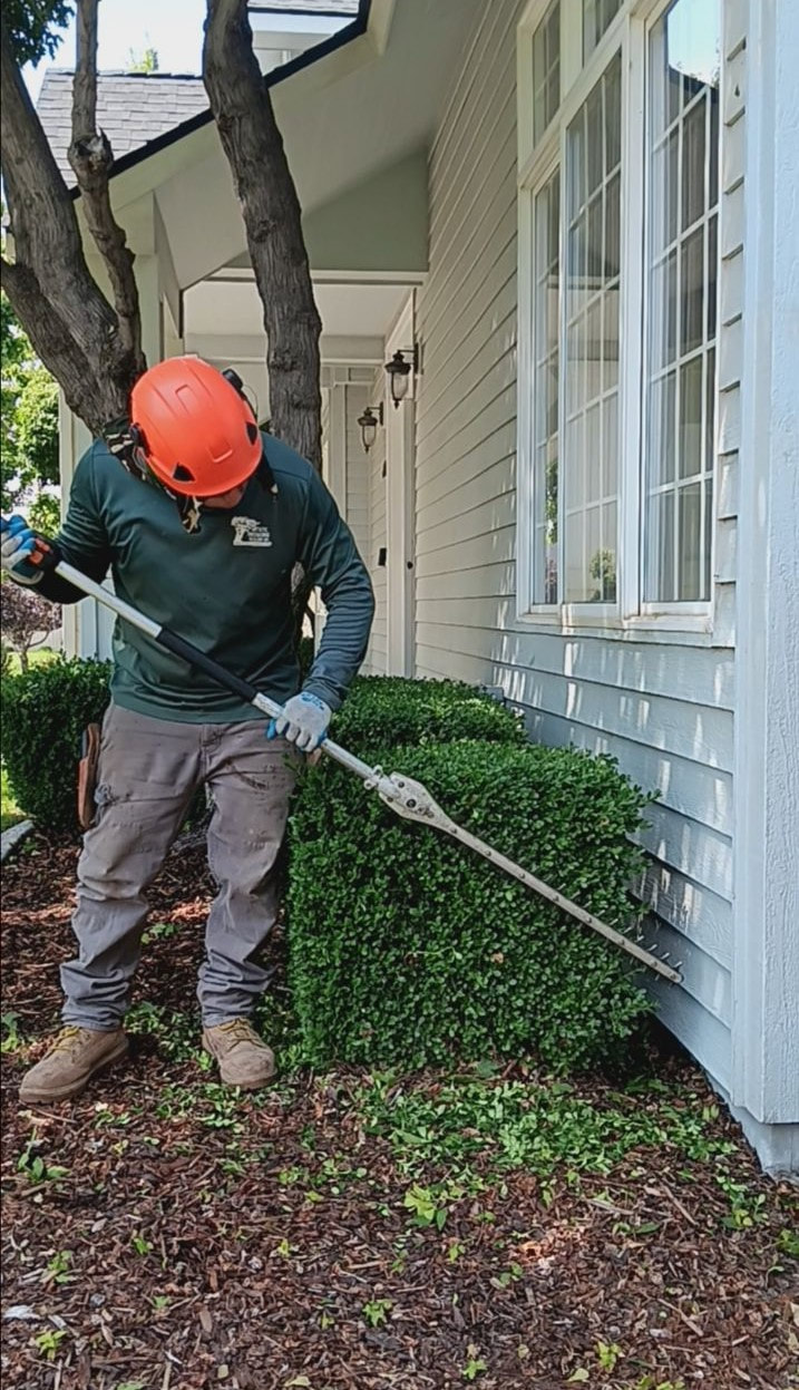1 man using a hedge trimmer on a small bush next to a house