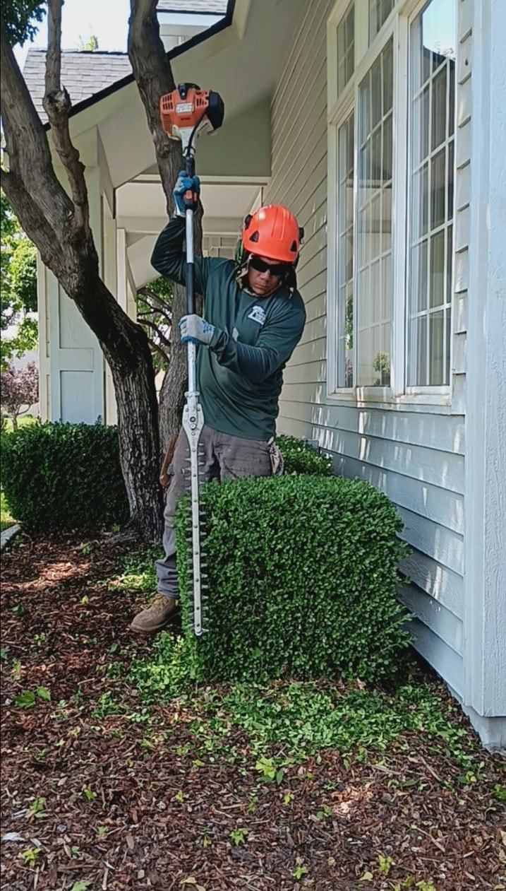 1 man hedge trimming boxwood bushes