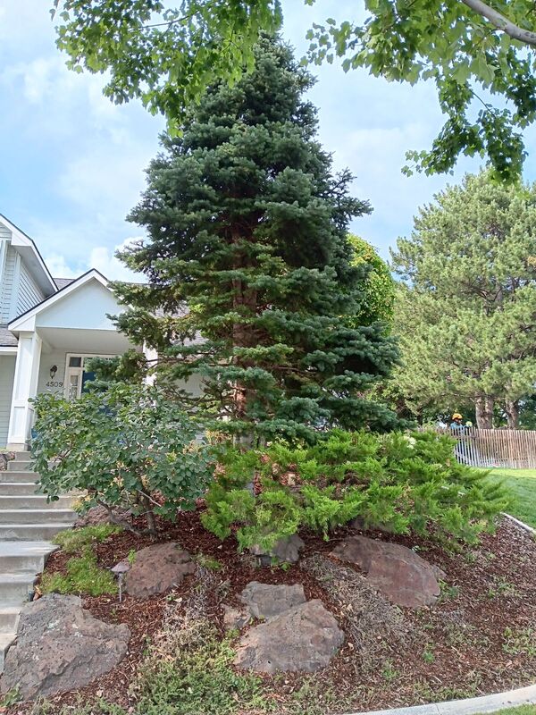 Juniper and Cotoneaster bush