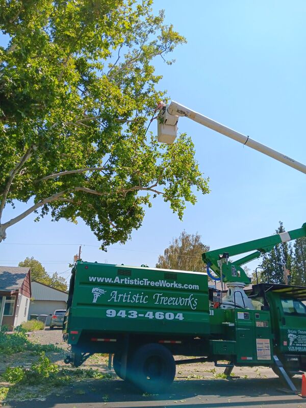 Truck lifting man up to tree for pruning