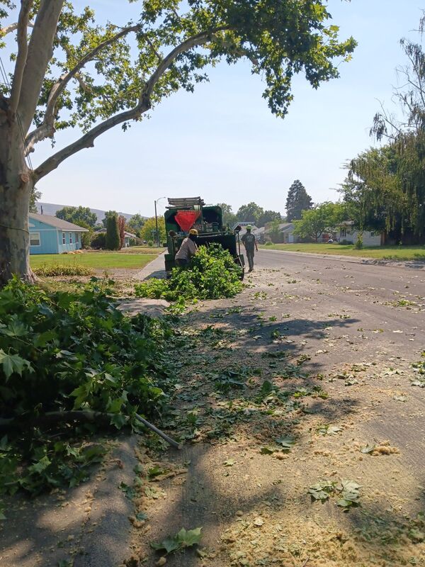 1 man putting branches into wood chipper