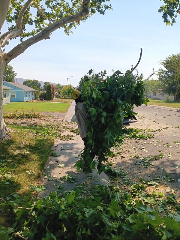 1 man carrying a lot of branches