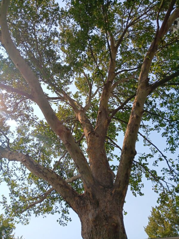 Light filtering through tree branches