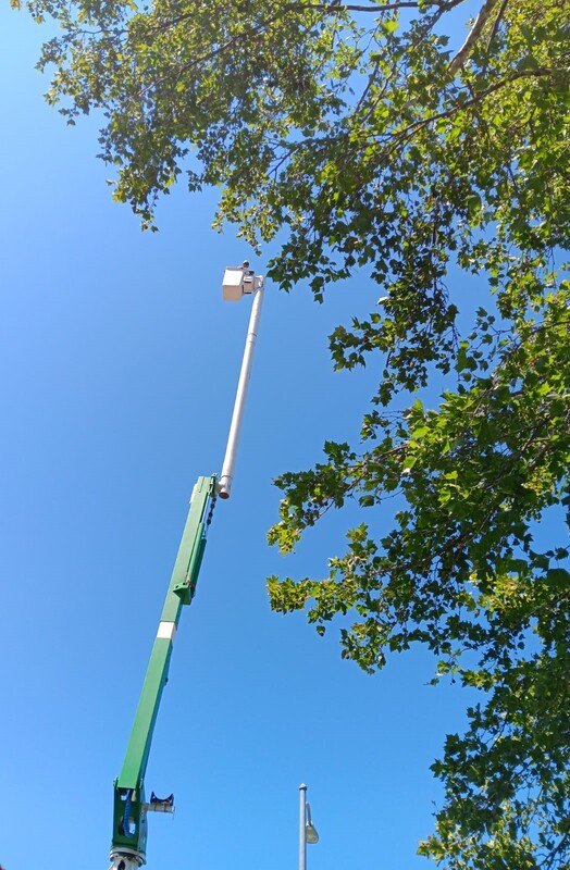 Man in truck lift above Sycamore tree