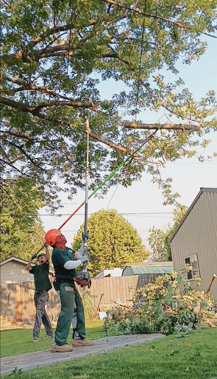 2 men using pole pruners on tree branches