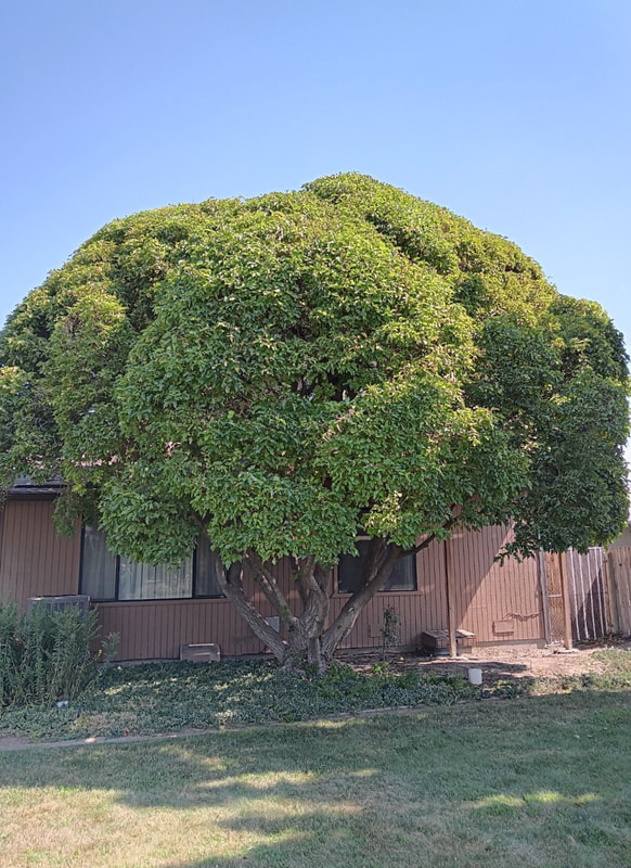 Maple tree