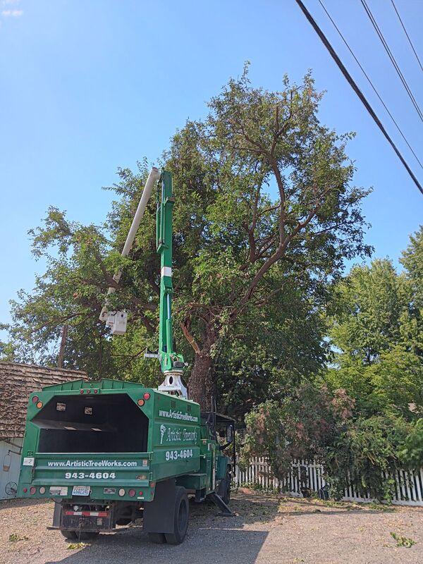 Enormous Mulberry tree and lift truck