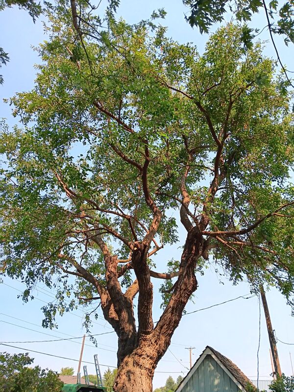 Mulberry tree