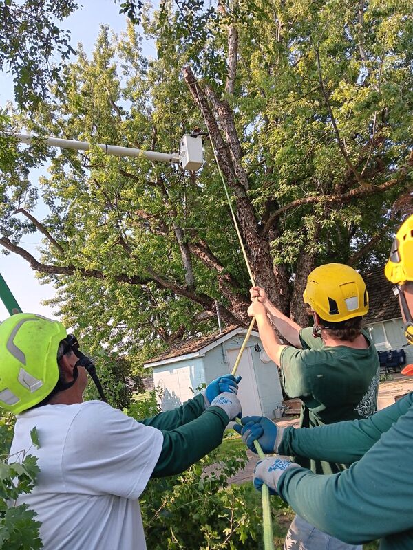 3 men holding ropes attached to tree limb