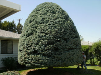 Conical shaped spruce tree after pruning