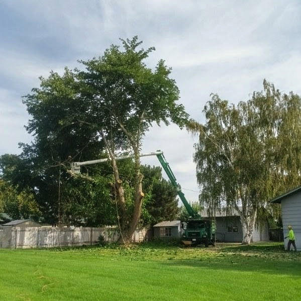 A bucket truck reaching into the canopy of a tall tree