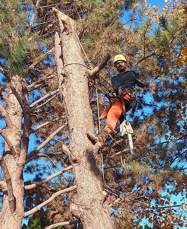 1 man in a tree