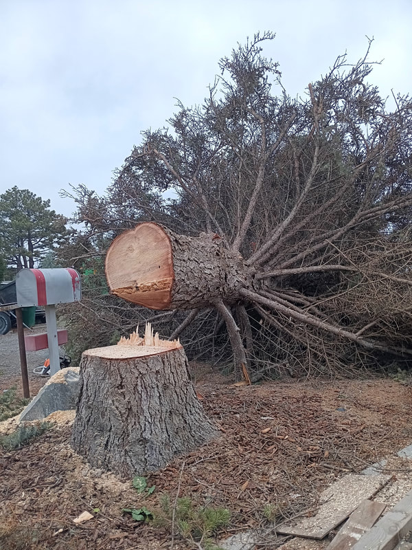 Cedar tree felled