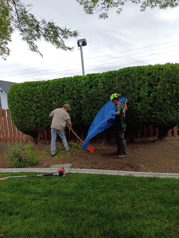 Two men using a rake and blue tarp to clean-up branches after pruning Arborvitaes