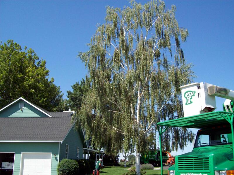 Professional pruning of a mature weeping birch tree by Artistic Treeworks in Richland, Washington.
