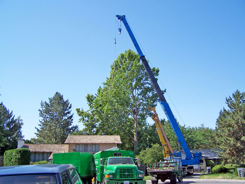 Crane assisting with the removal of a large tree in a residential neighborhood by a professional tree service crew.