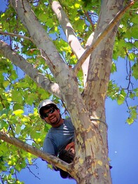 Experienced tree care professional working in the canopy of a mature shade tree.