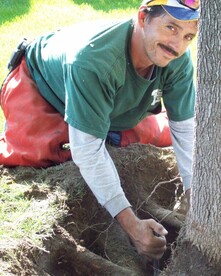 A tree worker digging down to the roots of a tree