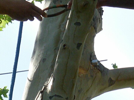 Installing a steel support cable in a mature tree to reduce the risk of limb failure.