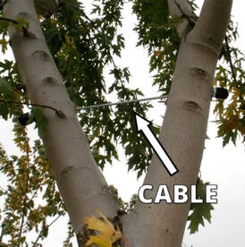 Cabling in a tree to keep the trunk from splitting