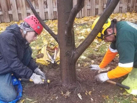 Tree care professional performing root pruning around a landscape tree.