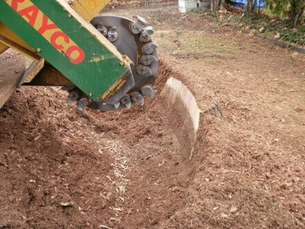 Artistic Treeworks provides professional stump grinding services that eliminate unsightly stumps and allow lawns and landscapes to be restored.