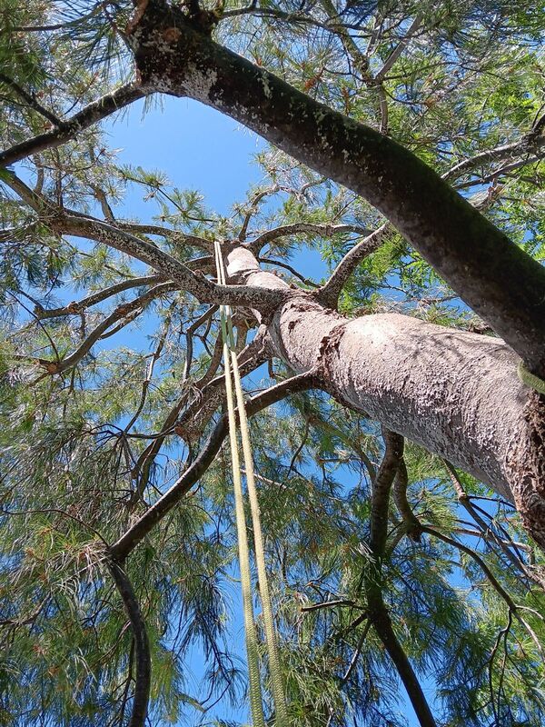 The view looking up to the sky from the base of a tree trunk, with branches, foliage, and a climber's rope.