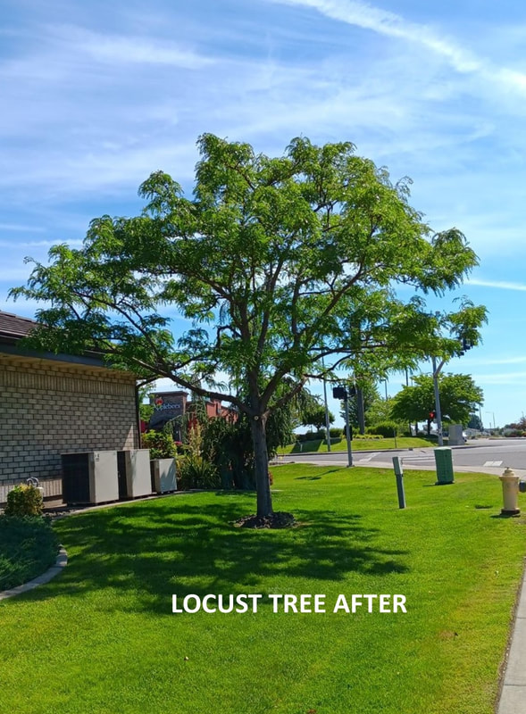 Rich, deep green Locust tree nicely pruned 