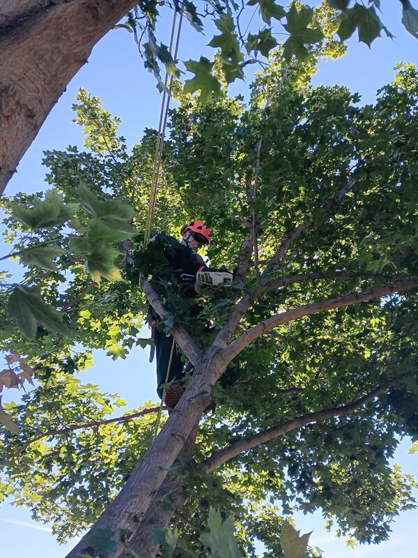 Tree worker cutting tree limbs with chainsaw while secured in the tree with ropes