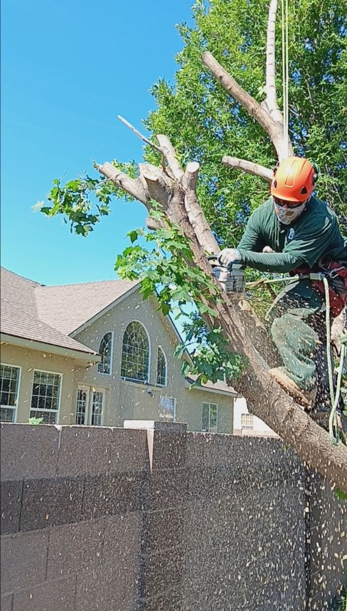 Man standing in a Maple tree using a chainsaw to cut a large tree limb.