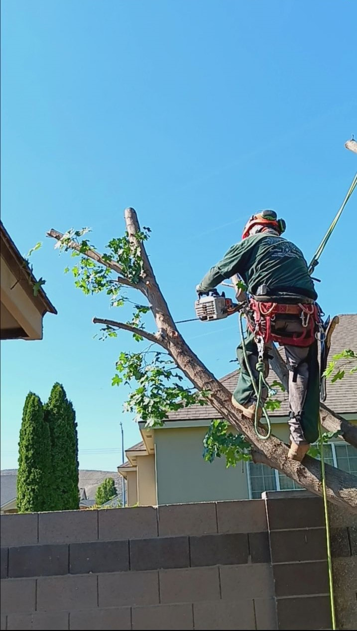 Man standing in a Maple tree using a chainsaw to cut a large tree limb.